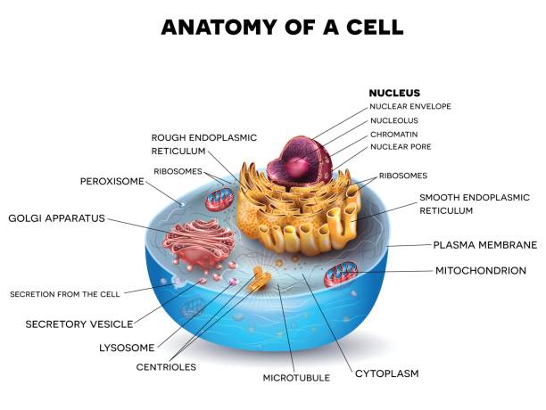 Cell structure Cell structure, cross section of the cell detailed colorful anatomy with description cell structure stock illustrations