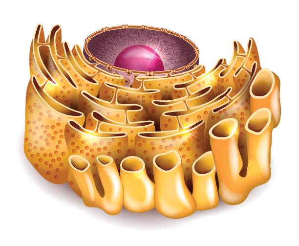 ilustrações de stock, clip art, desenhos animados e ícones de cell nucleus and endoplasmic reticulum - nucleolus