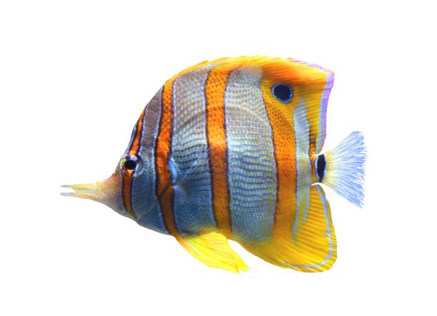 istock copperband butterflyfish isolated on a white background tropical fish 653479298