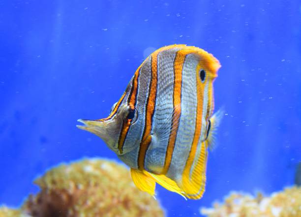 lindo copperband pez mariposa rayas naranjas peces tropicales en el tanque - copperband butterflyfish fotografías e imágenes de stock