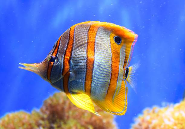lindo copperband pez mariposa rayas naranjas peces tropicales en el tanque - copperband butterflyfish fotografías e imágenes de stock