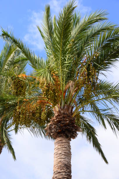istock Jungle -In the Palm Garden - Palm Leaves - Spain 653479340