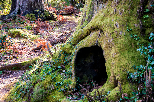 the trunk of a moss-covered tree is hollow and has a mouth-like hole