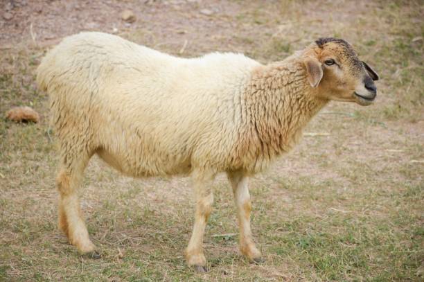 istock sheep in nature garden 653486038