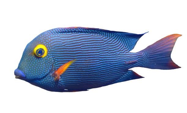 spotted blue and yellow surgeon  tropical fish isolated white background - animals and pets isolated objects sea life imagens e fotografias de stock