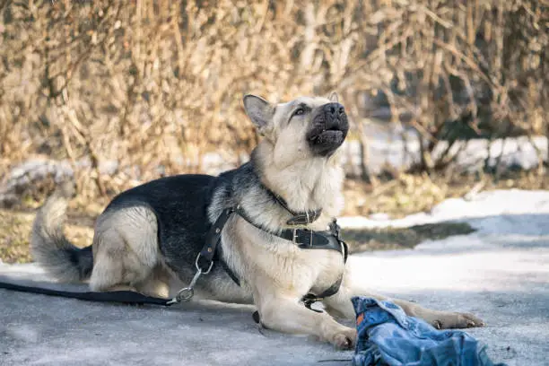 shepherd dog  laying on the snow and guarding the rag during the dog training course in dogschool