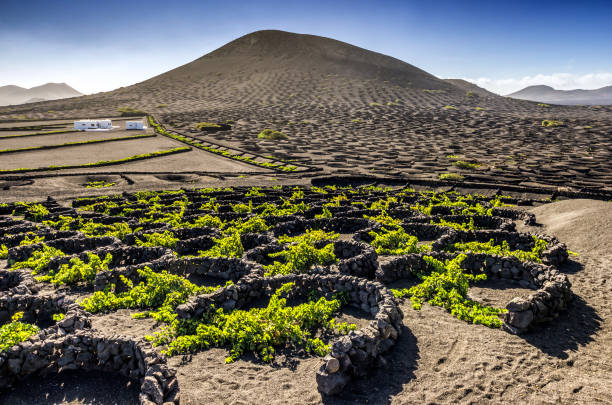 lanzarote wein weinberg la geria wand - grape vineyard vine winery stock-fotos und bilder