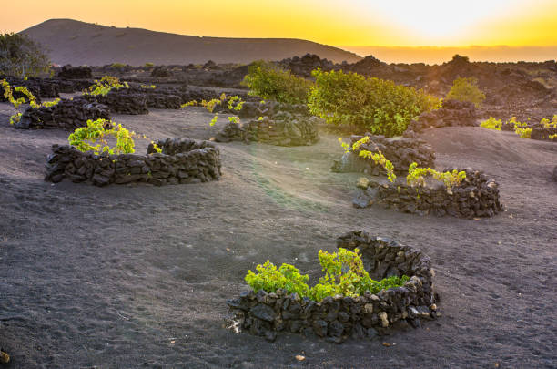 lanzarote vine vineyard la geria wall - lanzarote canary islands volcano green imagens e fotografias de stock