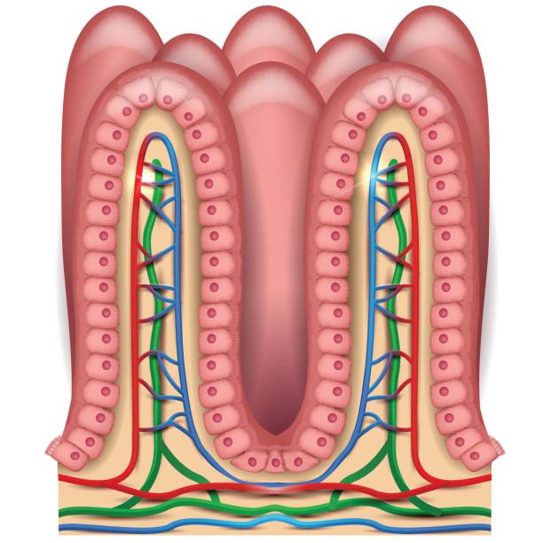 Intestinal Microvilli Stock Photos, Pictures & Royalty Biology Diagrams