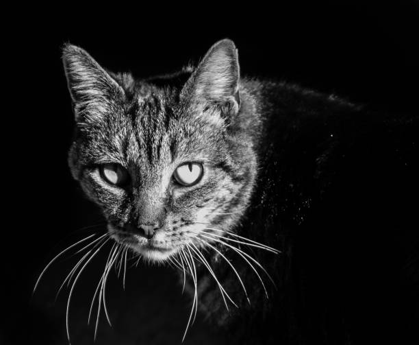 istock Large taby catches a ray of sun 653494128