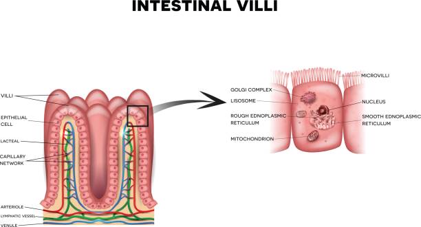 vili usus dan mikrovilli - jaringan epitel ilustrasi stok