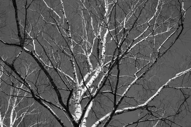 istock Black and white naked branches of spring trees 653495588