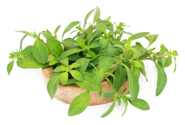 istock Thyme leaves in a wooden bowl 653497992