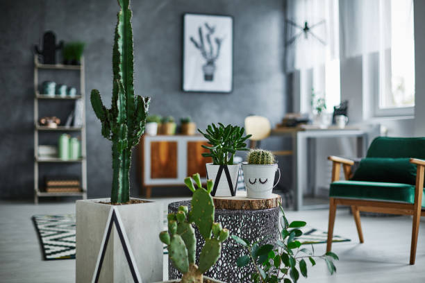 habitación con decoraciones de cactus - carpet caucasian domestic room home interior fotografías e imágenes de stock