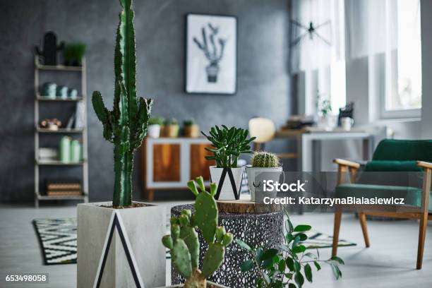Room With Cacti Decorations Stock Photo - Download Image Now - Cactus, Home Interior, Living Room