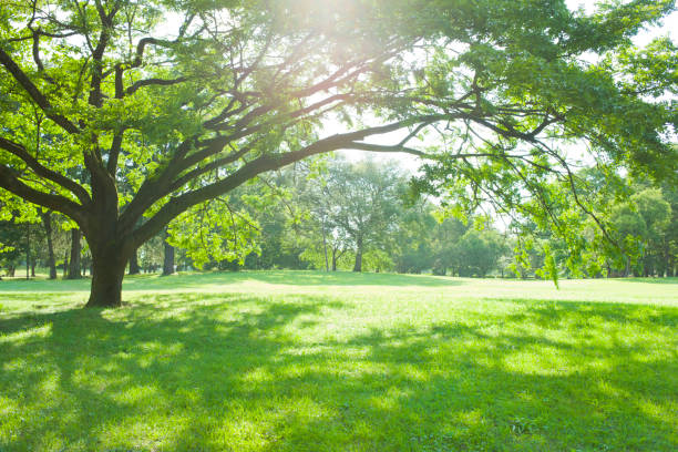 słoneczny park - meadow lawn grass landscape zdjęcia i obrazy z banku zdjęć