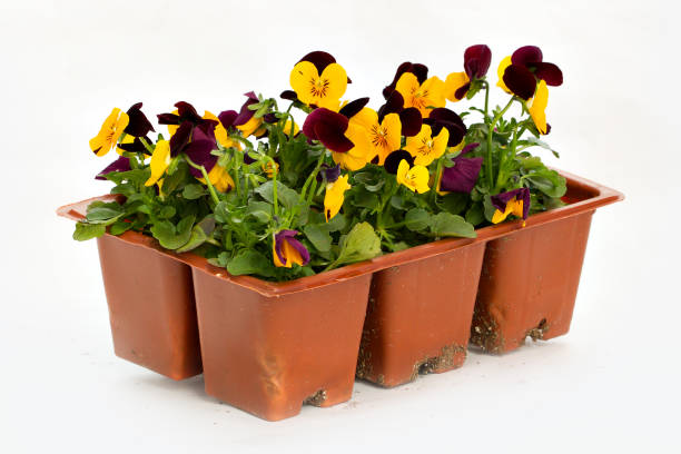 istock Jumbo 6 Pack Of Violas 653498264