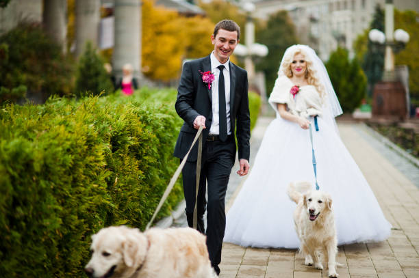 istock Wedding couple having fun with two golden retriever dogs 653498478