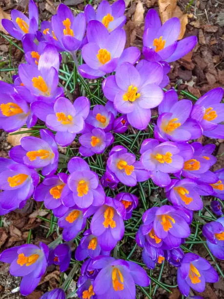 group of purple crocus-flowers blooming in garden in Brandenburg Prignitz