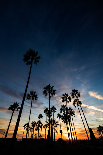 Silhouettes of palm trees and various objects are visible on Santa Monica Beach at sunset.