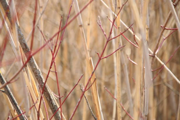 istock Nature, blurred photo for background, bulrush. 653507322