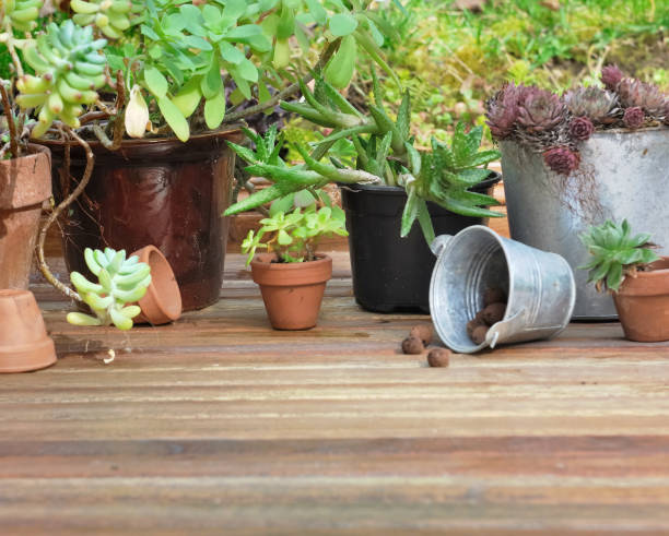 istock collection of succulents 653511004