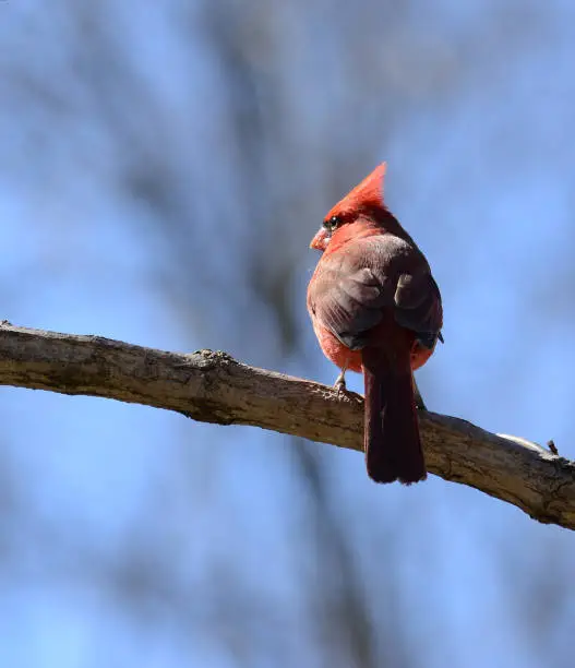 A single, red, male cardinal on a tree branch with a blue sky background.