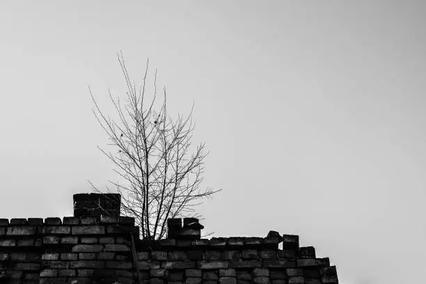 Lonely tree on the roof of the abandoned building (public property)