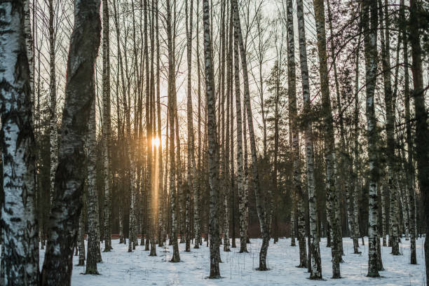 istock Sunset in the woods on winter day 653517558