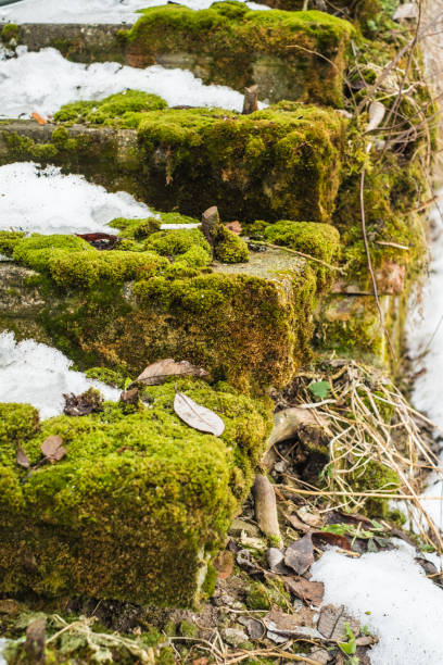 istock Moss on an old brick stairway on winter 653517628