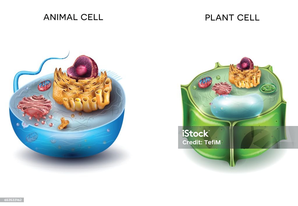 Animal Cell and Plant Cell structure Animal Cell and Plant Cell structure, cross section detailed colorful anatomy. Biological Cell stock vector