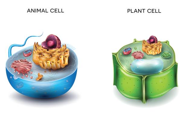 Animal Cell and Plant Cell structure Animal Cell and Plant Cell structure, cross section detailed colorful anatomy. biological cell stock illustrations