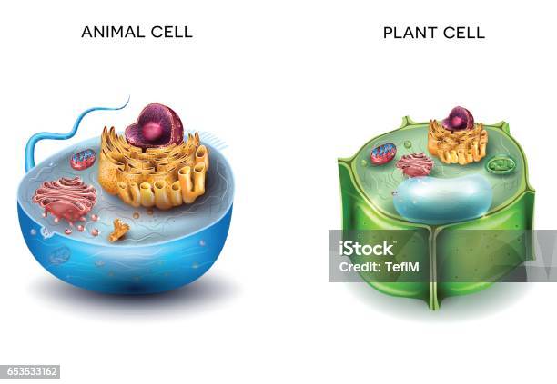 Animal Cell And Plant Cell Structure Stock Illustration - Download Image Now - Biological Cell, Animal, Anatomy