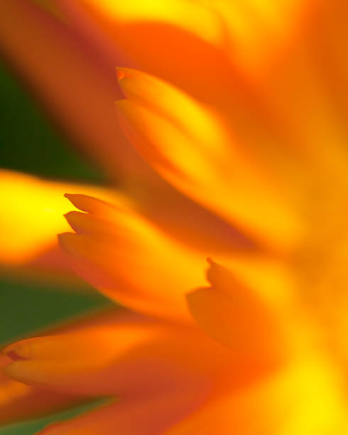 istock beauty in nature 653533634