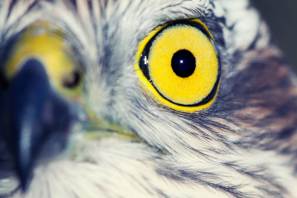 istock Portraits of animals 653533788