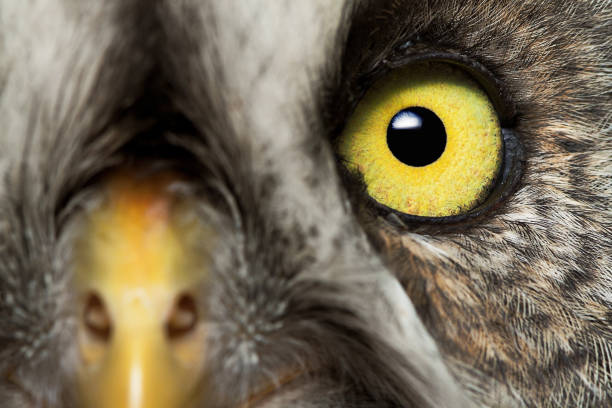 Portraits of animals