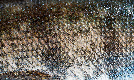 The fish scale close up.