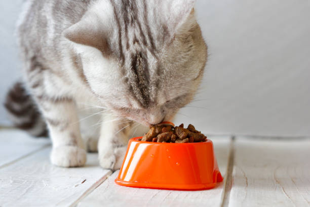 istock Grey cat eating food from orange cat bowl. 653536754