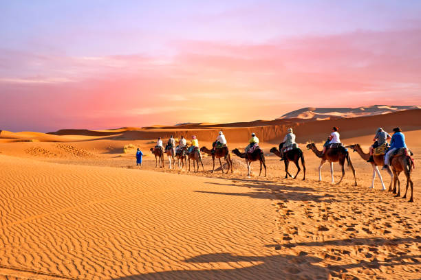 Camel caravan going through the sand dunes in the Sahara Desert, Morocco at sunset stock photo