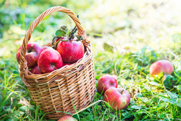istock Fresh bio apples basket in the orchard 653539480