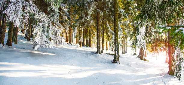 istock Winter forest landscape with frosty and snowy pine trees 653539610