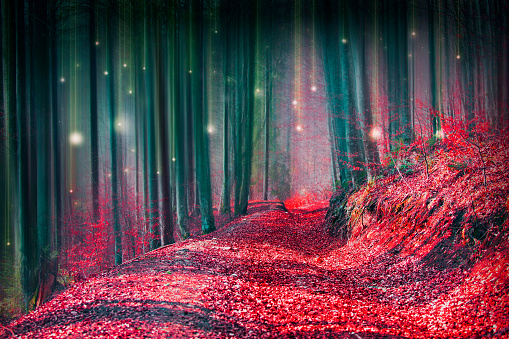 Magic fairytale forest with fireflies lights and mysterious road
