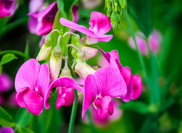 Wild pink sweet peas (Lathyrus odoratus) grow along  a roadside on Cape Cod