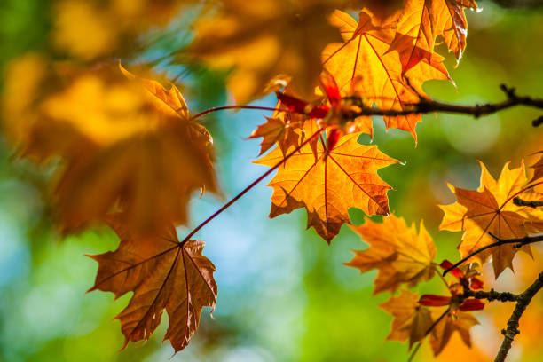 istock Fresh leaves of Schwedler's maple 653540666