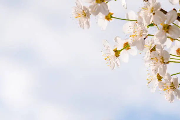 Soft pink cherry flowers from the right edge of the image against the soft blue background of sky and clouds. Free space to enter text.