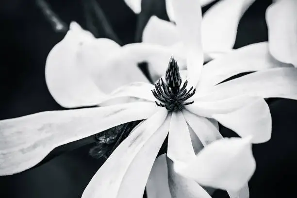 Closeup view of white magnolia flower against smooth green background. Joy and beauty of spring season. Black and white photography.
