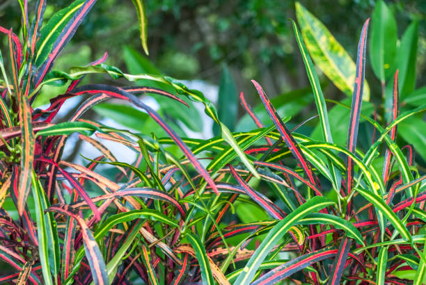 Croton. Croton Leaves. (Codiaeum variegatum)