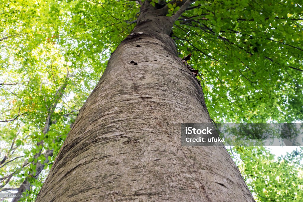 Low angle view of a tall Oriental beech (Fagus orientalis) tree against the sky. Angle Stock Photo