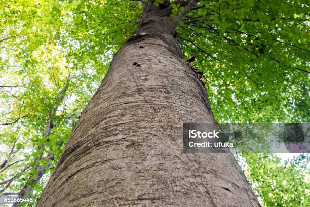 Low Angle View Of A Tall Oriental Beech Tree Against The Sky Stock Photo - Download Image Now