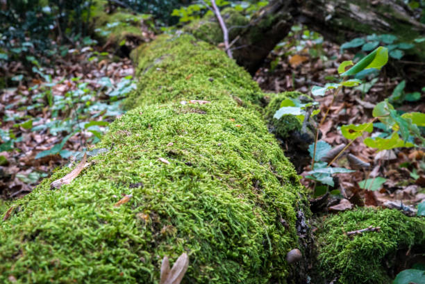 istock Green moss growing on a big tree trunk. Blurry forest background. Autumn leaves on the ground. Low-angle close-up shot. 653579742